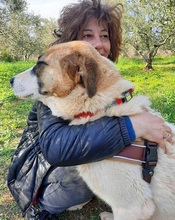RICO, Hund, Hirtenhund-Mix in Griechenland - Bild 19