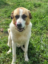 RICO, Hund, Hirtenhund-Mix in Griechenland - Bild 2