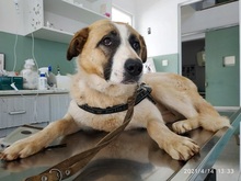 RICO, Hund, Hirtenhund-Mix in Griechenland - Bild 20
