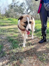 RICO, Hund, Hirtenhund-Mix in Griechenland - Bild 21