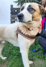 RICO, Hund, Hirtenhund-Mix in Griechenland - Bild 22