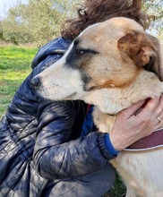 RICO, Hund, Hirtenhund-Mix in Griechenland - Bild 23