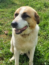 RICO, Hund, Hirtenhund-Mix in Griechenland - Bild 3