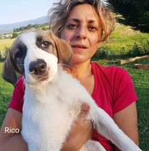 RICO, Hund, Hirtenhund-Mix in Griechenland - Bild 30