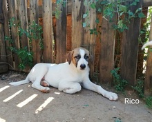 RICO, Hund, Hirtenhund-Mix in Griechenland - Bild 33
