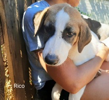 RICO, Hund, Hirtenhund-Mix in Griechenland - Bild 34