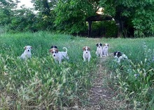 RICO, Hund, Hirtenhund-Mix in Griechenland - Bild 35