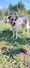 RICO, Hund, Hirtenhund-Mix in Griechenland - Bild 4
