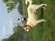 RICO, Hund, Hirtenhund-Mix in Griechenland - Bild 5
