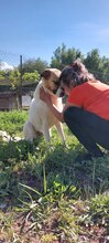 RICO, Hund, Hirtenhund-Mix in Griechenland - Bild 6