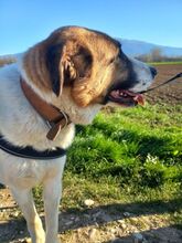 RICO, Hund, Hirtenhund-Mix in Griechenland - Bild 7