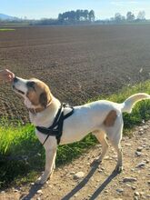 RICO, Hund, Mischlingshund in Griechenland - Bild 10