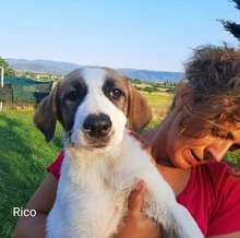 RICO, Hund, Mischlingshund in Griechenland - Bild 24
