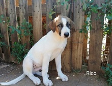 RICO, Hund, Mischlingshund in Griechenland - Bild 26