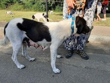 RICO, Hund, Mischlingshund in Griechenland - Bild 30