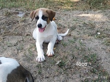 RICO, Hund, Mischlingshund in Griechenland - Bild 32