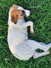 RICO, Hund, Mischlingshund in Griechenland - Bild 34