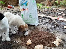 RICO, Hund, Mischlingshund in Griechenland - Bild 37