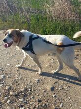 RICO, Hund, Mischlingshund in Griechenland - Bild 4