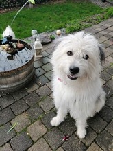 BARNEY, Hund, Mischlingshund in Hoyerswerda - Bild 4