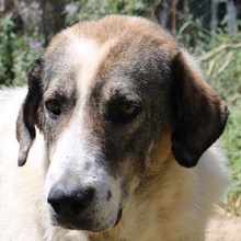 WEYOUN, Hund, Mischlingshund in Griechenland - Bild 1