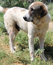 WEYOUN, Hund, Mischlingshund in Griechenland - Bild 2