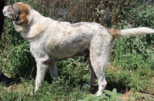 WEYOUN, Hund, Mischlingshund in Griechenland - Bild 3