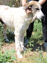 WEYOUN, Hund, Mischlingshund in Griechenland - Bild 5