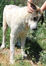WEYOUN, Hund, Mischlingshund in Griechenland - Bild 6