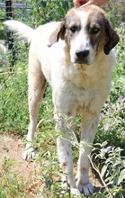 WEYOUN, Hund, Mischlingshund in Griechenland - Bild 7