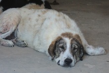 WEYOUN, Hund, Mischlingshund in Griechenland - Bild 9