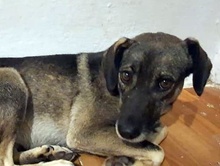 LUNA, Hund, Mischlingshund in Bulgarien - Bild 2