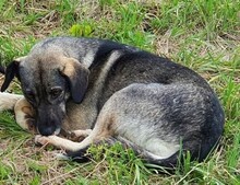 LUNA, Hund, Mischlingshund in Bulgarien - Bild 3