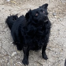 JUNA, Hund, Mischlingshund in Ungarn - Bild 1