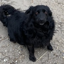 JUNA, Hund, Mischlingshund in Ungarn - Bild 2