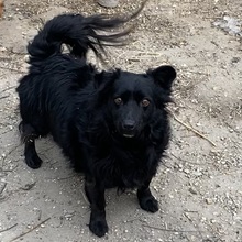 JUNA, Hund, Mischlingshund in Ungarn - Bild 4