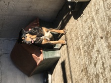 DEFTOS, Hund, Mischlingshund in Griechenland - Bild 1