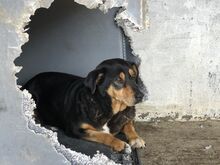 DEFTOS, Hund, Mischlingshund in Griechenland - Bild 5