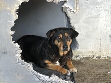DEFTOS, Hund, Mischlingshund in Griechenland - Bild 6