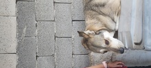 DON, Hund, Mischlingshund in Griechenland - Bild 13