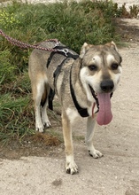DON, Hund, Mischlingshund in Griechenland - Bild 7