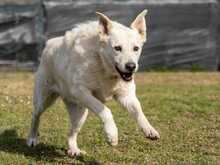 EMMA, Hund, Mischlingshund in Italien - Bild 10