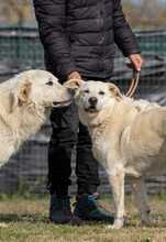 EMMA, Hund, Mischlingshund in Italien - Bild 11