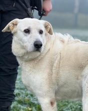 EMMA, Hund, Mischlingshund in Italien - Bild 3