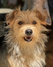 RINGHIO, Hund, Mischlingshund in Italien - Bild 1