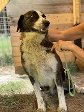 STELLA, Hund, Mischlingshund in Italien - Bild 3