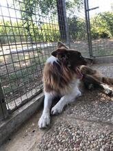 TEX, Hund, Mischlingshund in Italien - Bild 2