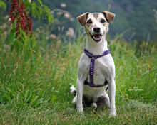 FINN, Hund, Jack Russell Terrier in Bad Karlshafen - Bild 2