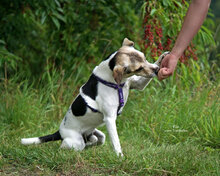 FINN, Hund, Jack Russell Terrier in Bad Karlshafen - Bild 4