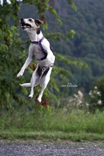 FINN, Hund, Jack Russell Terrier in Bad Karlshafen - Bild 5